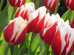 tulipsNL (42)